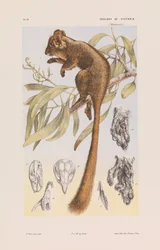Leadbeaters Possum、Gymnobelideus leadbeateri